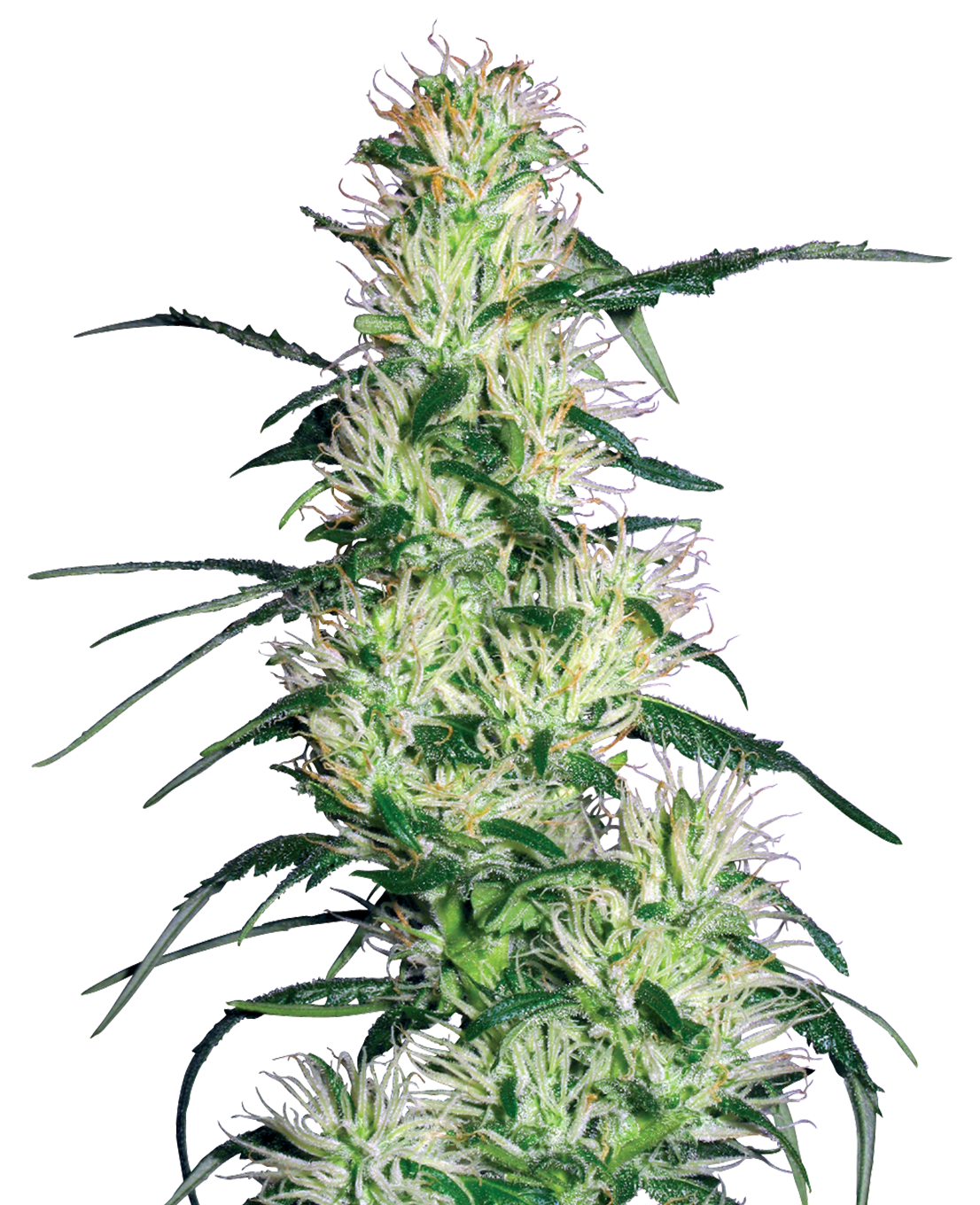Purple Haze Feminized